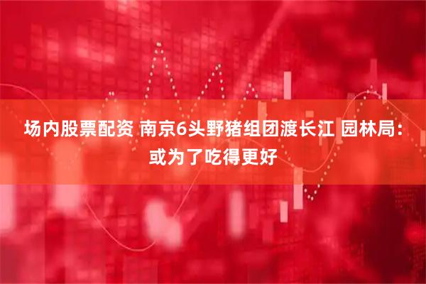 场内股票配资 南京6头野猪组团渡长江 园林局：或为了吃得更好