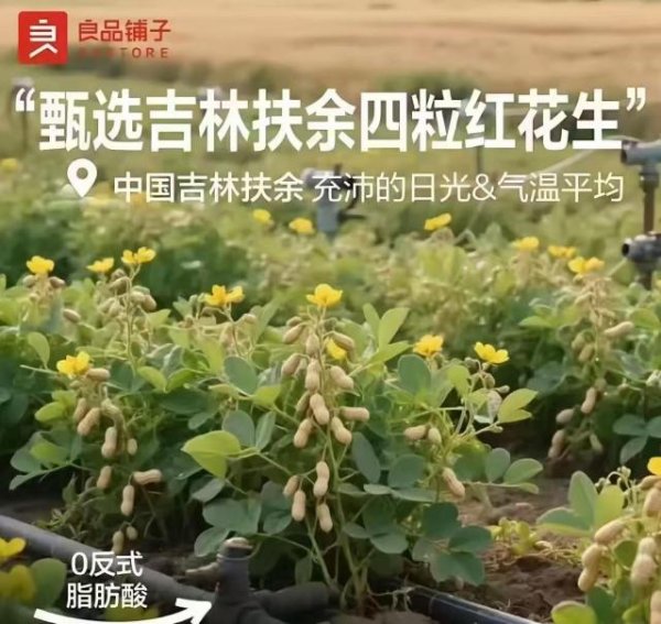 股票配资在线公司 良品铺子就“花生长树”海报致歉：AI生成图片引发常识性错误，已升级审核机制