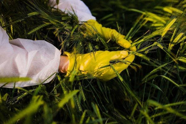 场内股票配资 斩断田间窃密黑手！间谍在我国搜集农作物基因数据